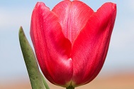 Tulp Red Mark